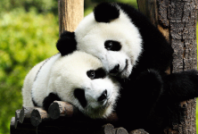 Reuzenpanda's in Ouwehands dierenpark
